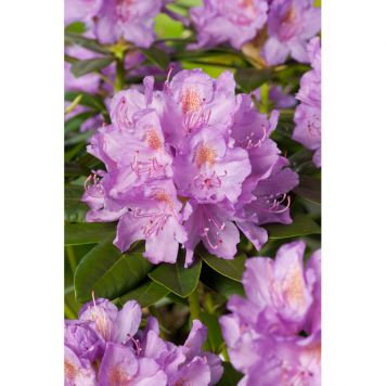 RHODODENDRON PARK LILA 30-40CM 3-PACK 
