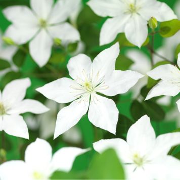 KLÄTTERVÄXT KLEMATIS WHITE FLOWERS VIT KRUKODLAD 5-PACK