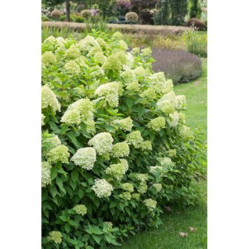 BUSKE VIPPHORTENSIA GRÖN KRUKODLAD 3-PACK