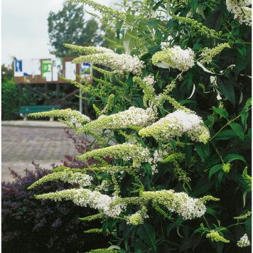 BUSKE SYRENBUDDLEJA/FJÄRILSBUSKE VIT 3-PACK