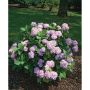 BUSKE HORTENSIA BLÅ 50-60 CM KRUKODLAD