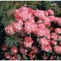 RHODODENDRON MORGONROT RÖDROSA 25-30CM KRUKODLAD 5-PACK