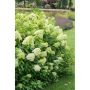 BUSKE VIPPHORTENSIA GRÖN KRUKODLAD 3-PACK