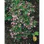 BUSKE PARADISBUSKE ROSA KRUKODLAD 3-PACK